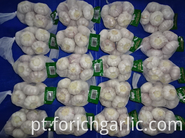 Normal White Garlic Crop 2019